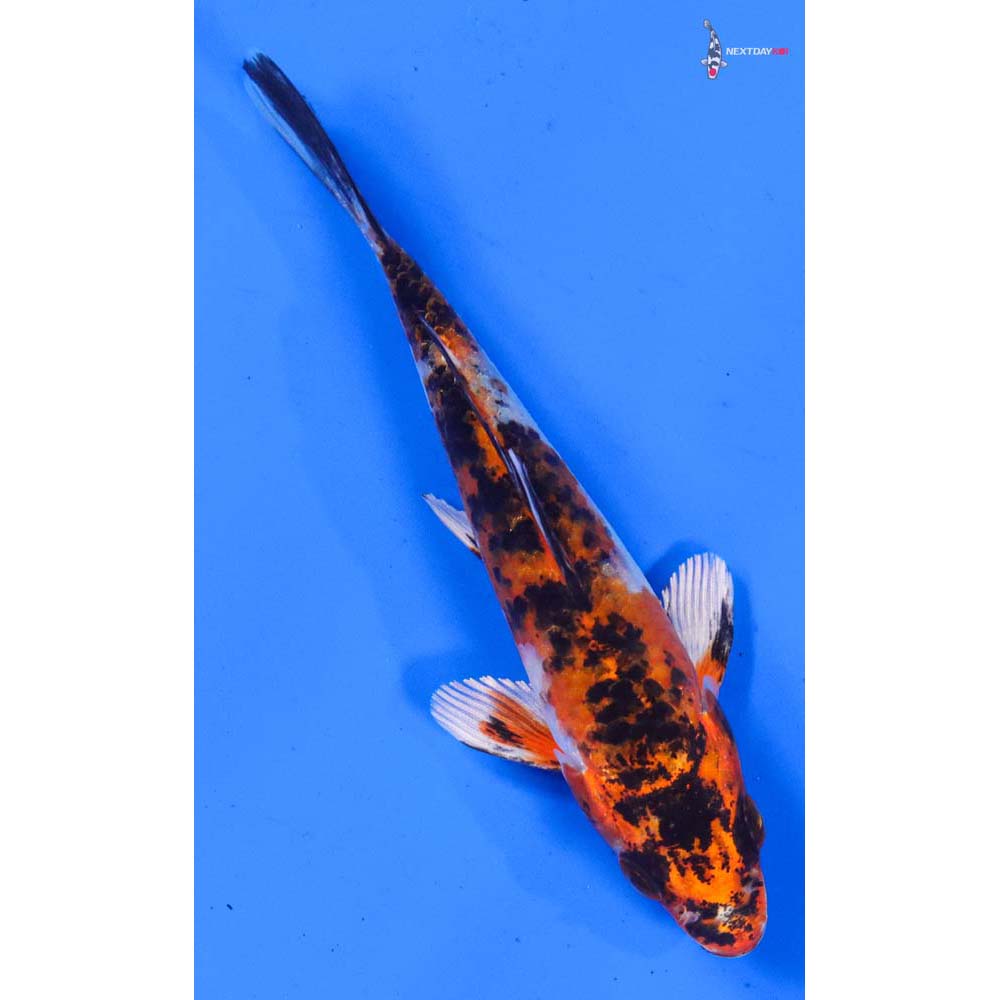 4” Imported Yamato Nishiki