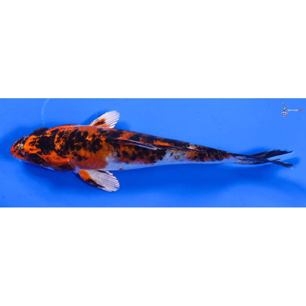 4” Imported Yamato Nishiki