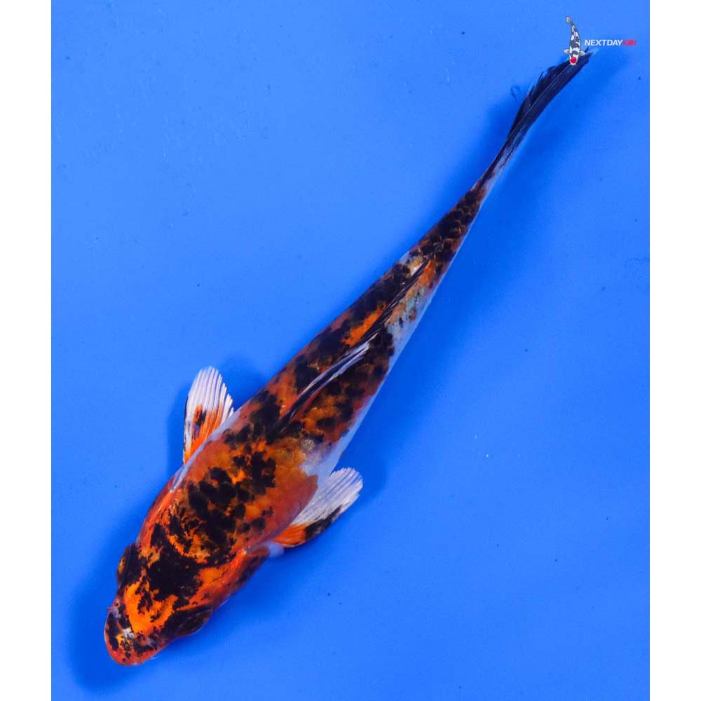 4” Imported Yamato Nishiki
