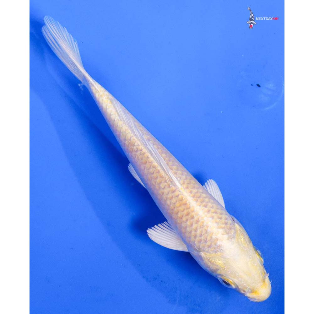 5” Imported Yamabuki Ogon