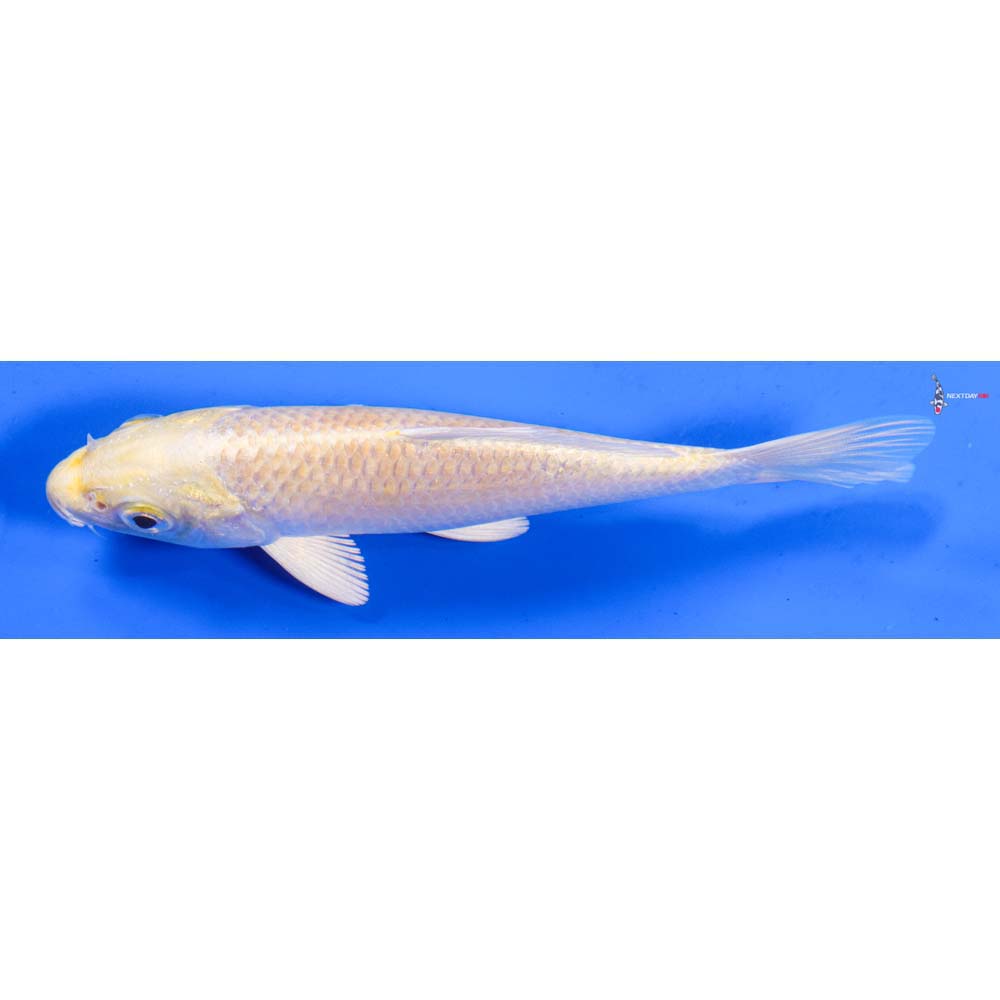 5” Imported Yamabuki Ogon