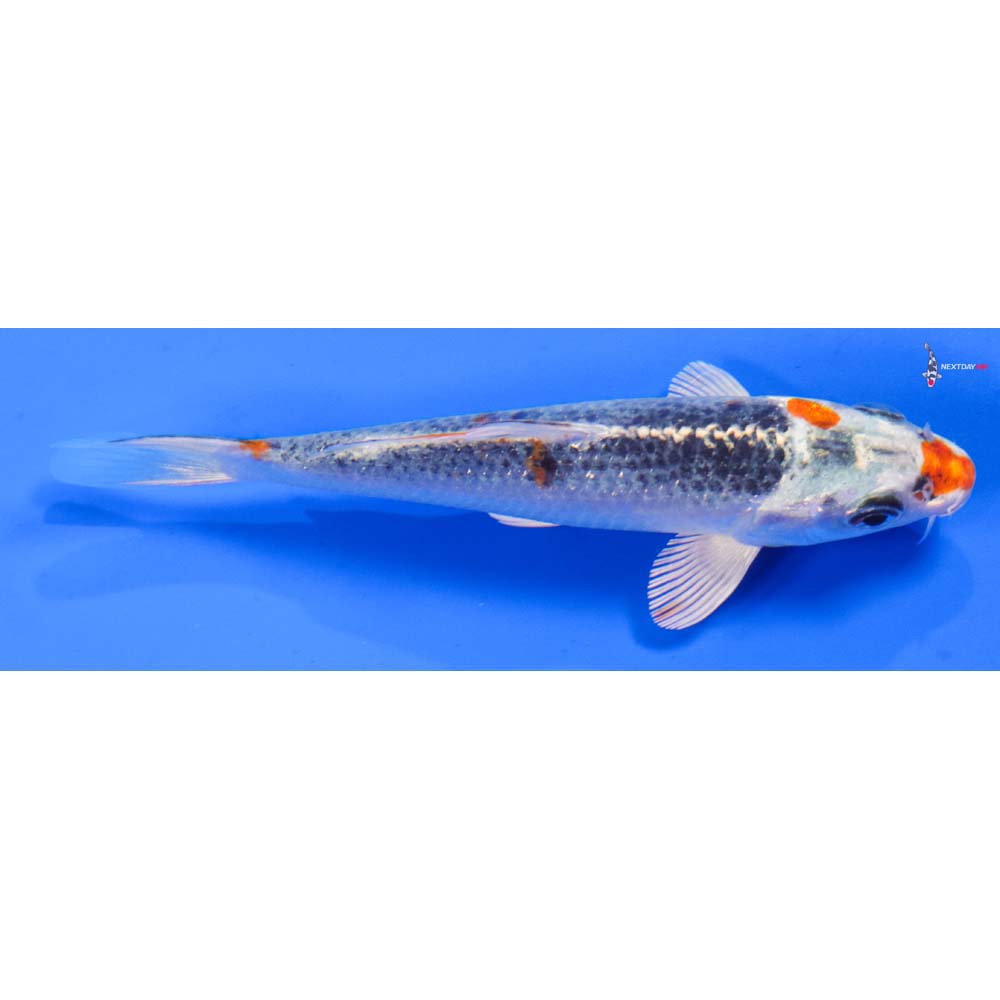 5” Imported Kujaku