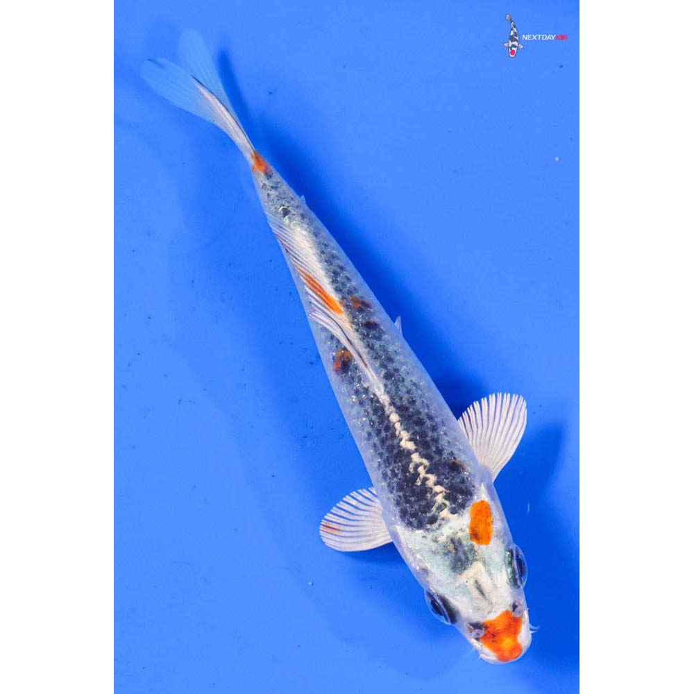 5” Imported Kujaku