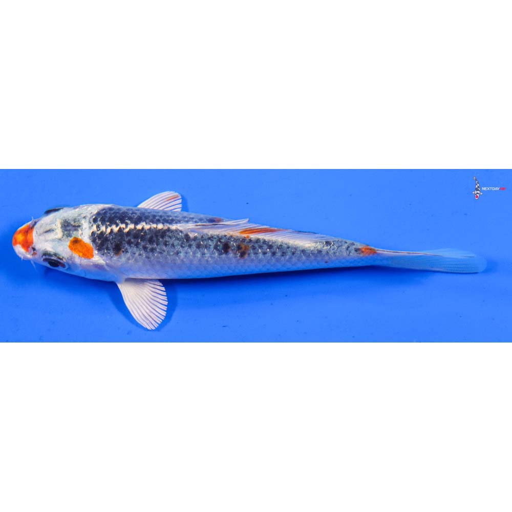 5” Imported Kujaku