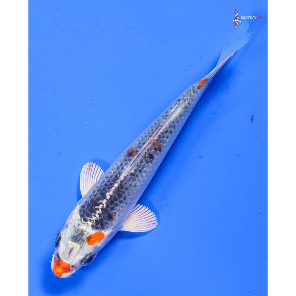 5” Imported Kujaku