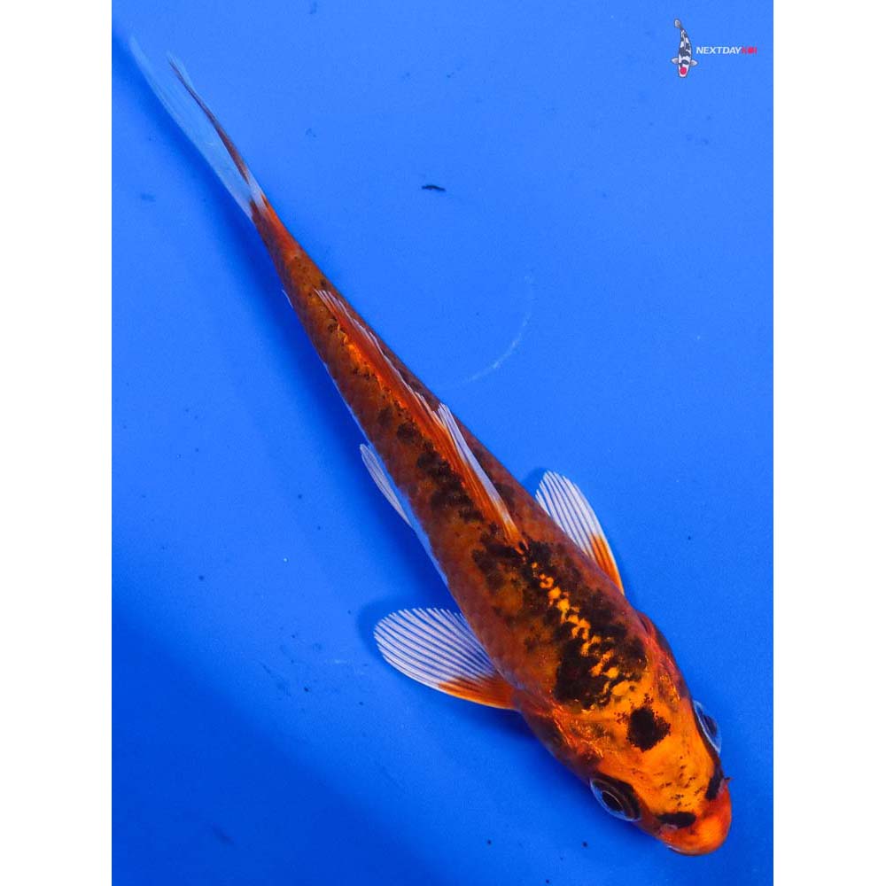 4” Imported Kujaku