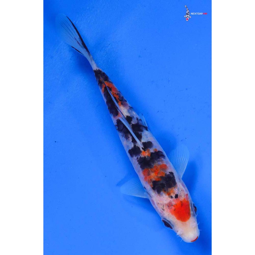 5” Imported Sanke