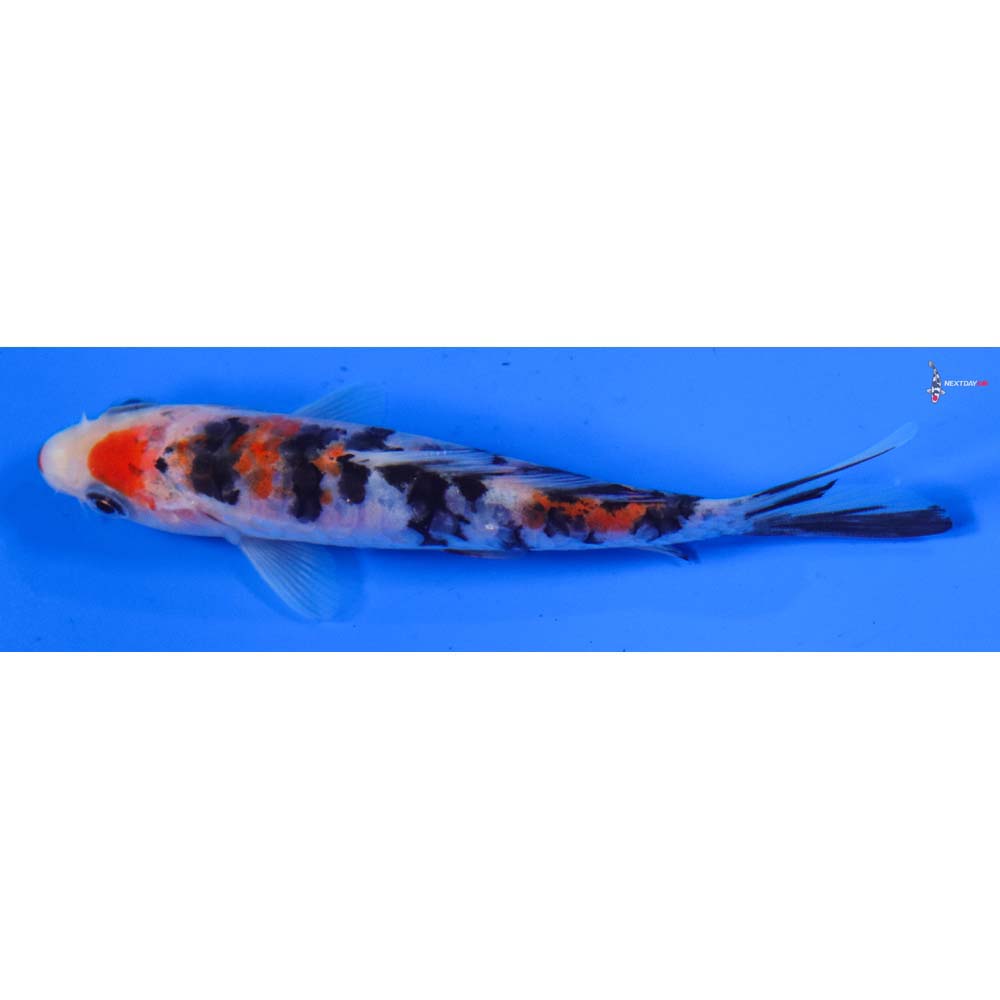 5” Imported Sanke