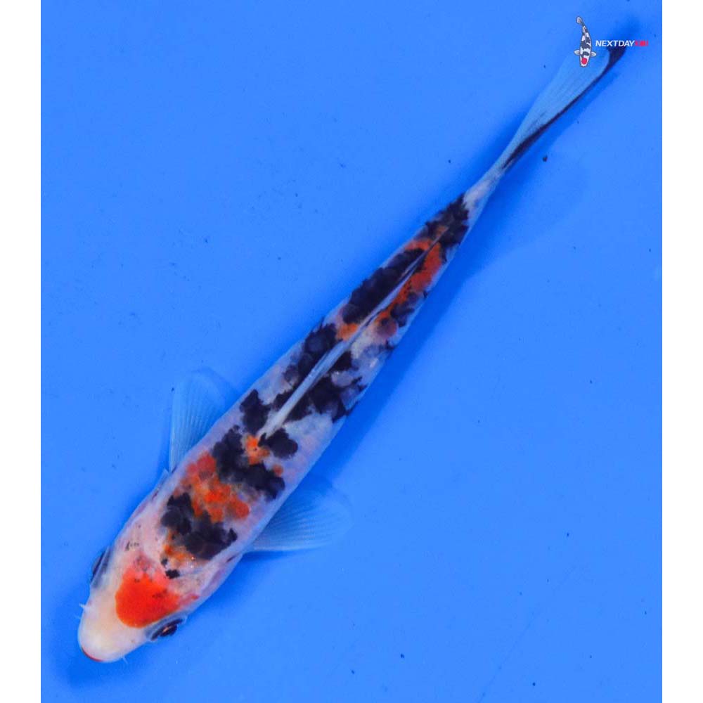 5” Imported Sanke