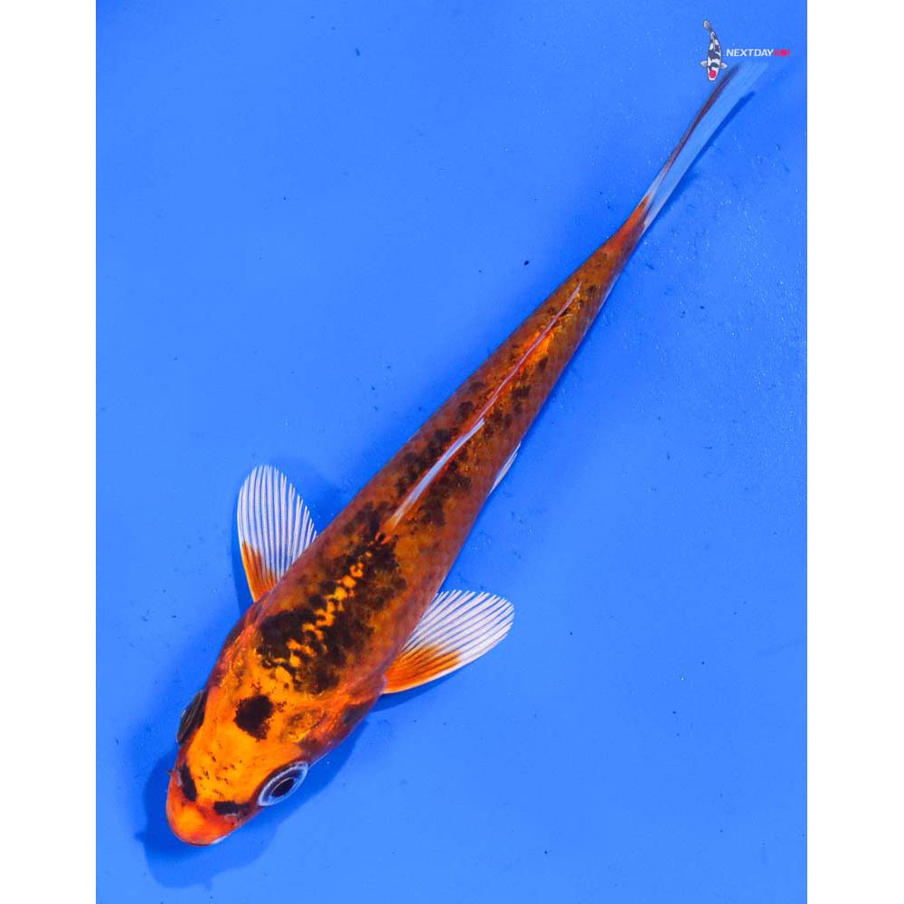 4” Imported Kujaku