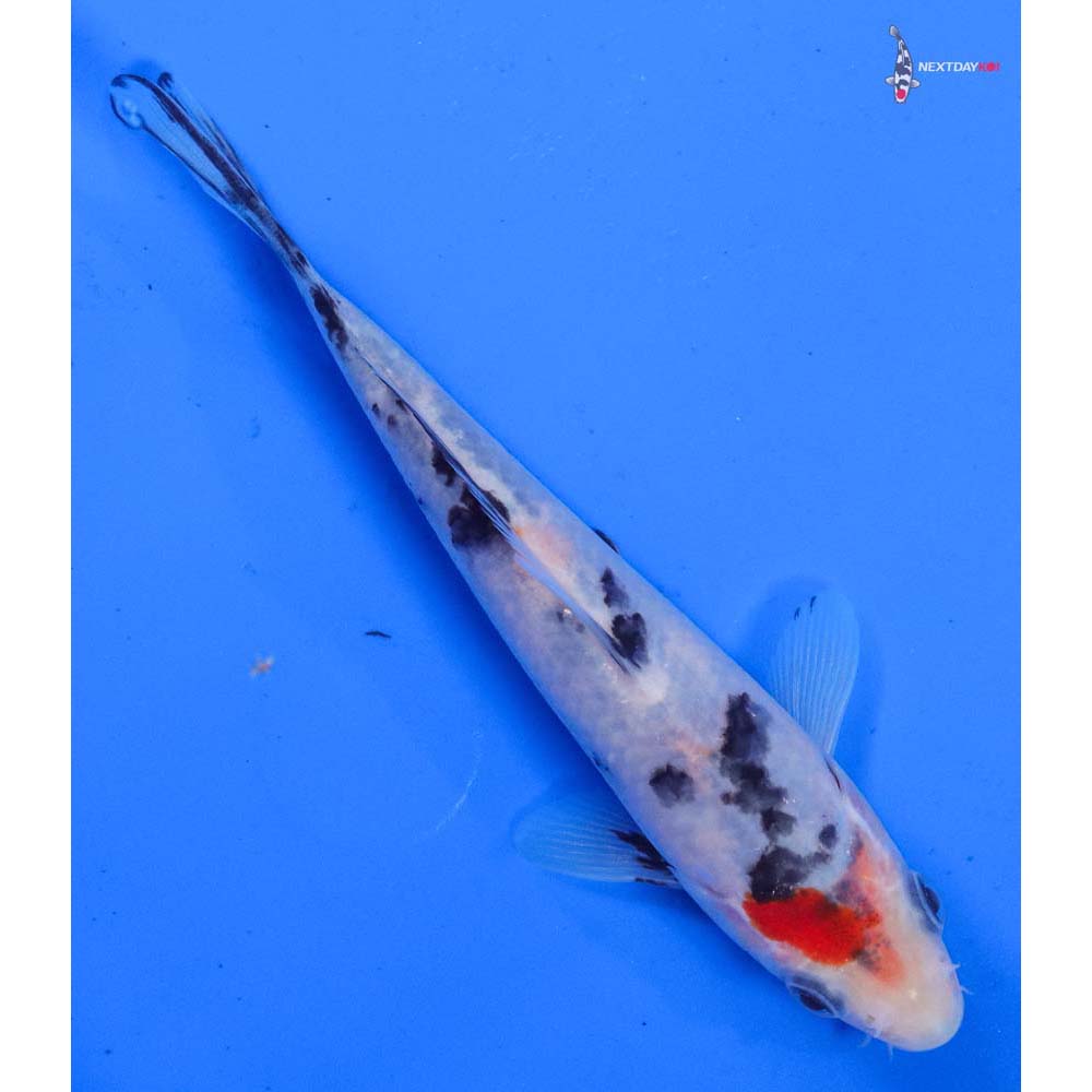 5” Imported Sanke