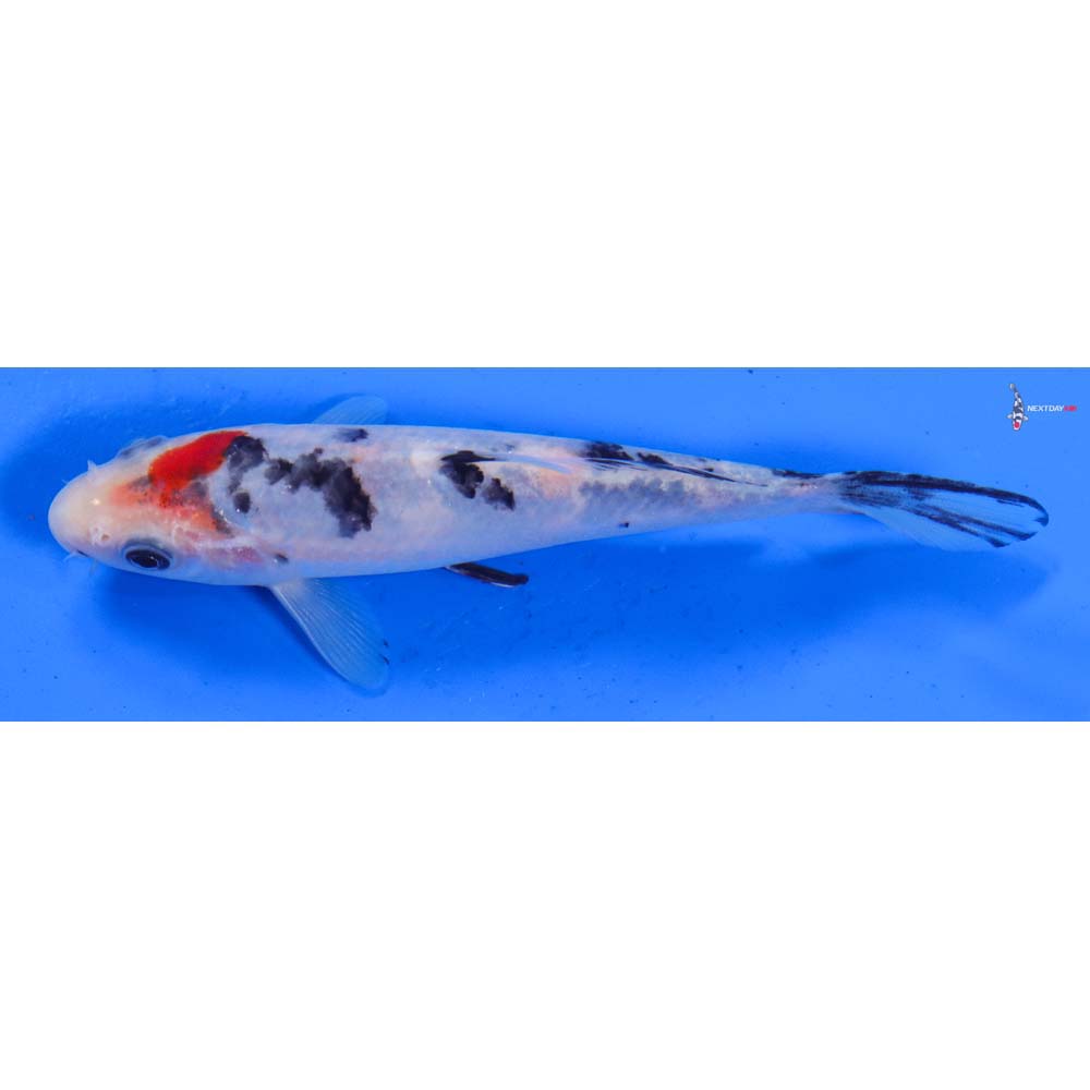 5” Imported Sanke