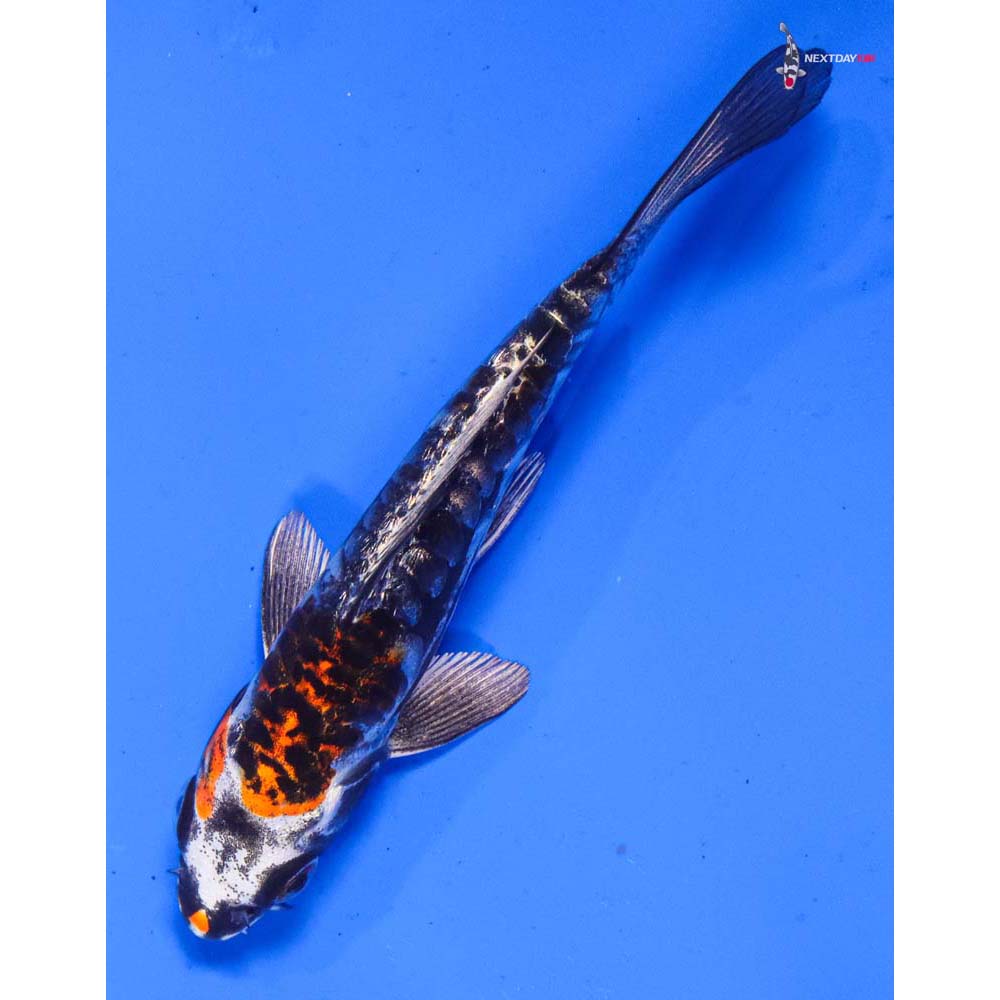 5” Imported Gin Rin Kin Kikokuryu