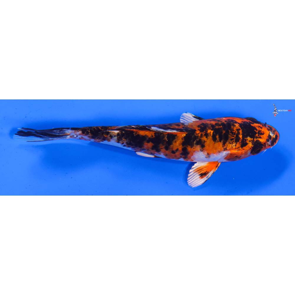4” Imported Yamato Nishiki