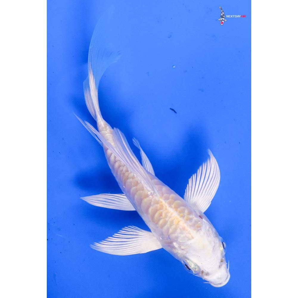 4” Imported Armor Scaled Lemon Hariwake Butterfly Koi