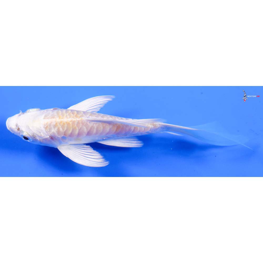 4” Imported Armor Scaled Lemon Hariwake Butterfly Koi