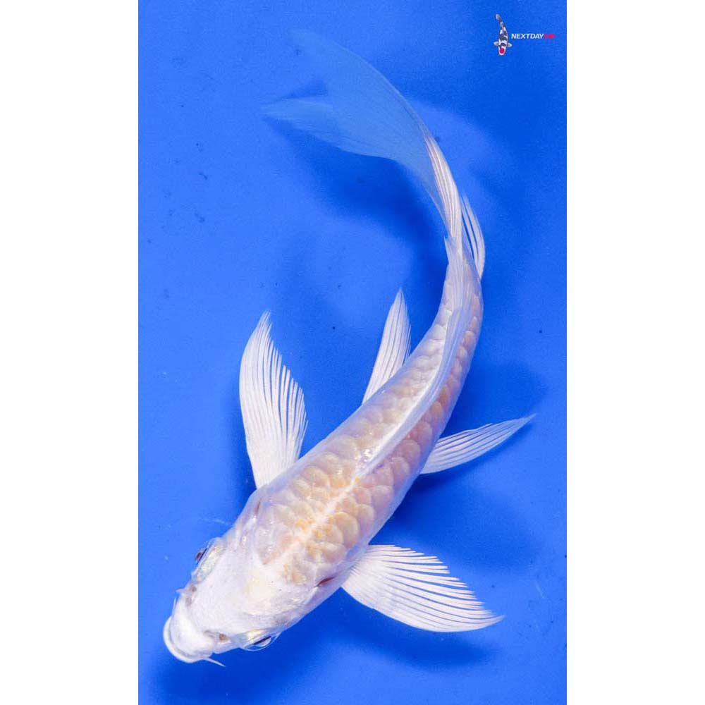 4” Imported Armor Scaled Lemon Hariwake Butterfly Koi