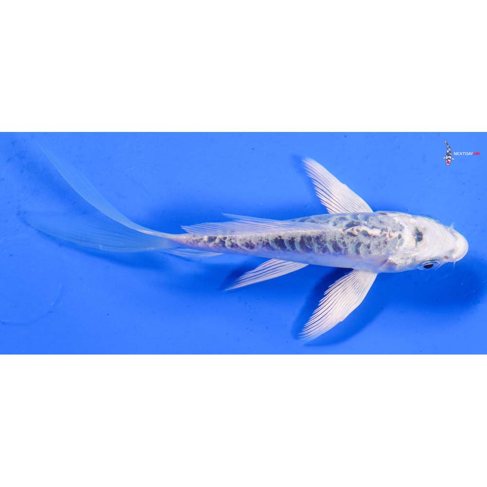 4.5” Imported Armor Scaled Gin Matsuba Butterfly Koi