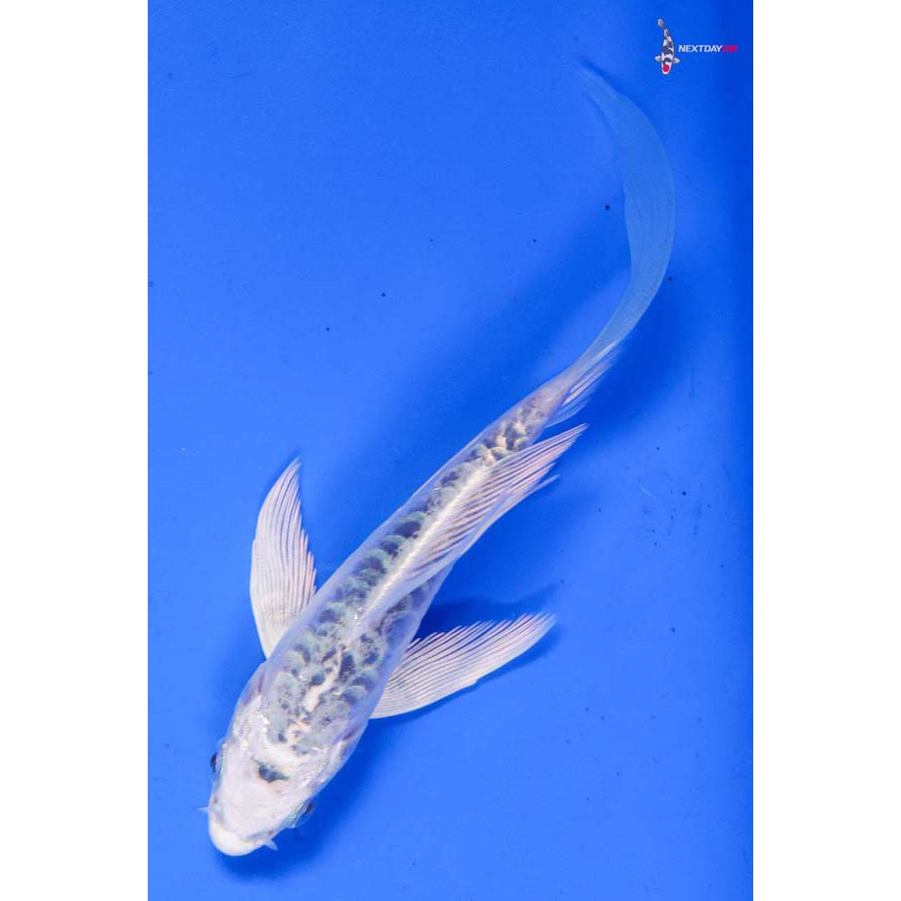 4.5” Imported Armor Scaled Gin Matsuba Butterfly Koi