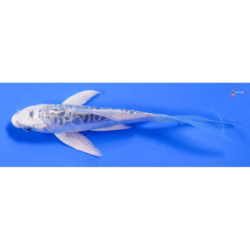 4.5” Imported Armor Scaled Gin Matsuba Butterfly Koi