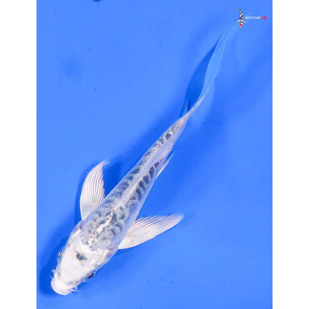 4.5” Imported Armor Scaled Gin Matsuba Butterfly Koi