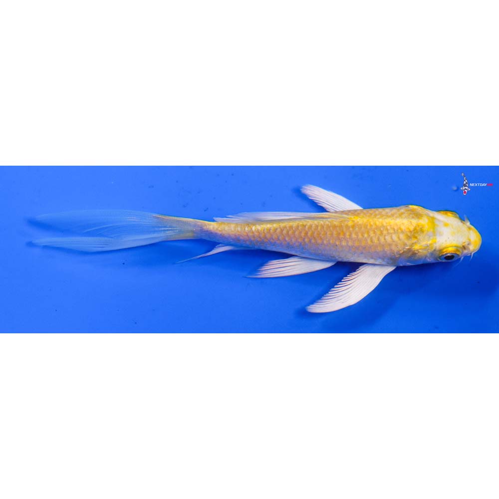 4.5” Imported Lemon Hariwake Butterfly Koi