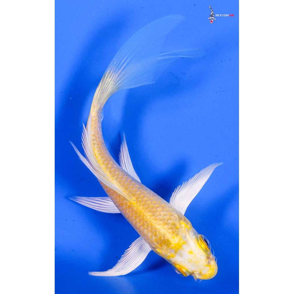 4.5” Imported Lemon Hariwake Butterfly Koi