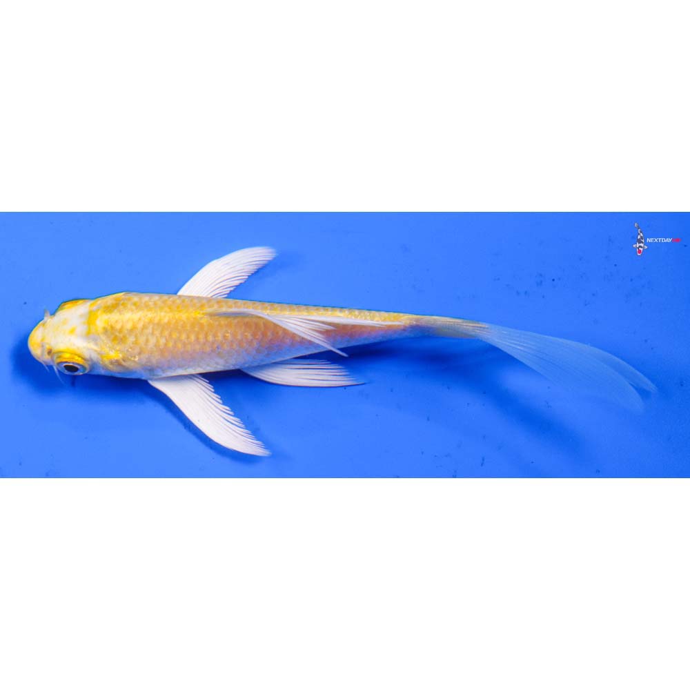 4.5” Imported Lemon Hariwake Butterfly Koi