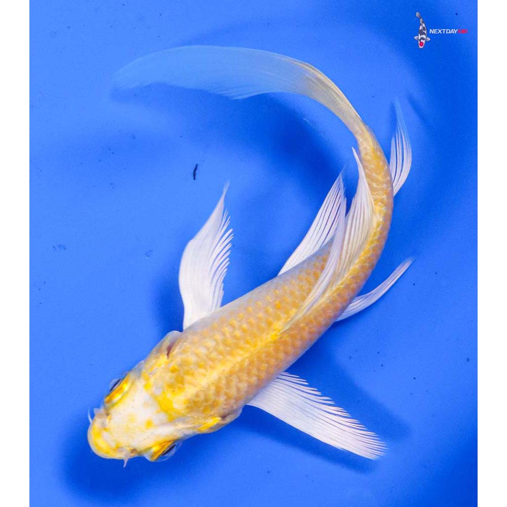 4.5” Imported Lemon Hariwake Butterfly Koi