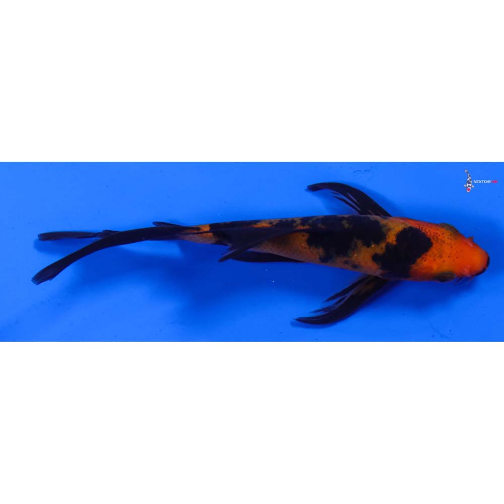 4.5” Imported Aka Bekko Butterfly Koi