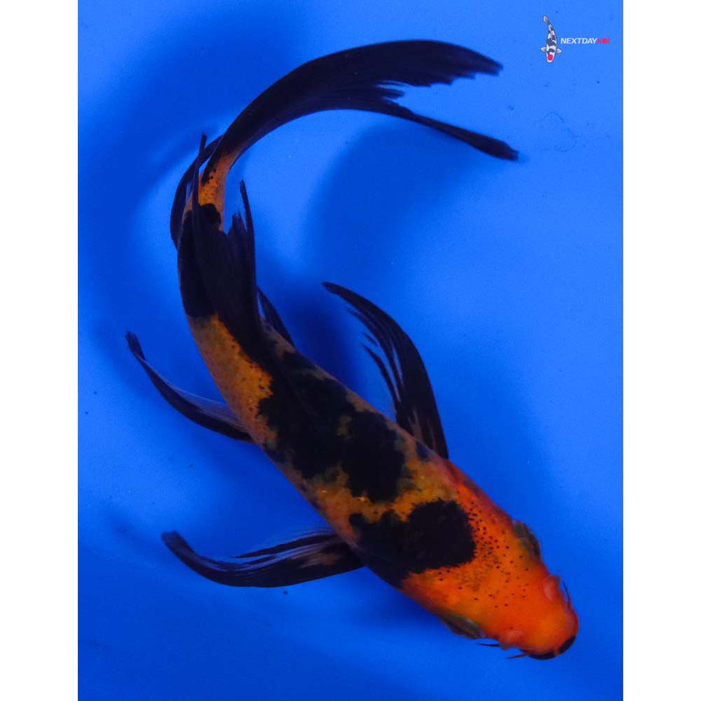 4.5” Imported Aka Bekko Butterfly Koi