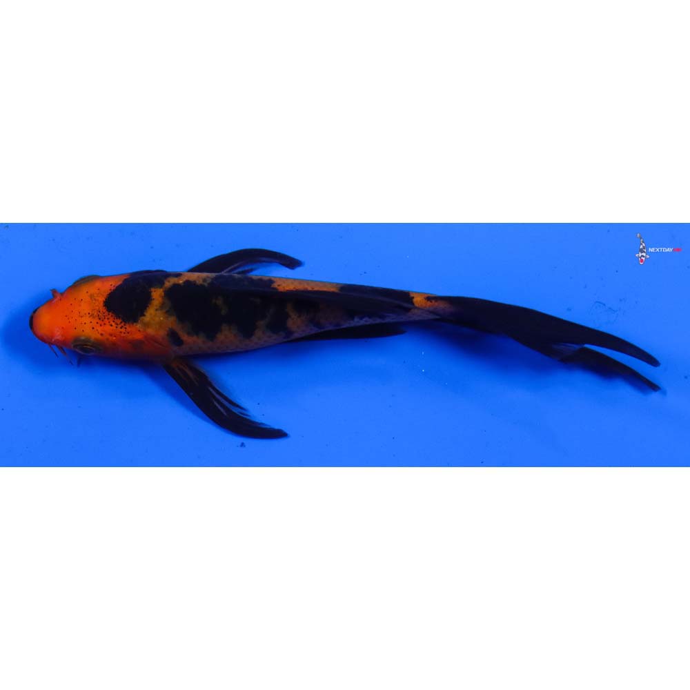 4.5” Imported Aka Bekko Butterfly Koi