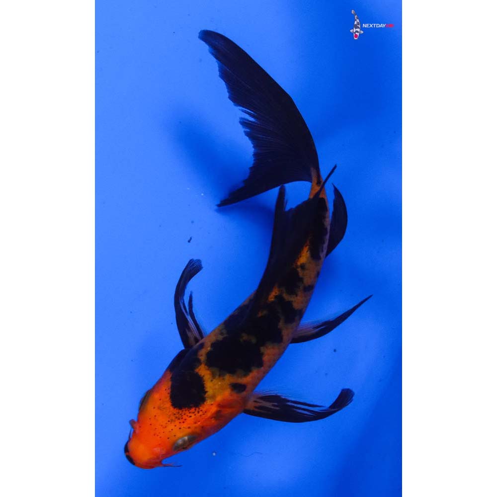 4.5” Imported Aka Bekko Butterfly Koi