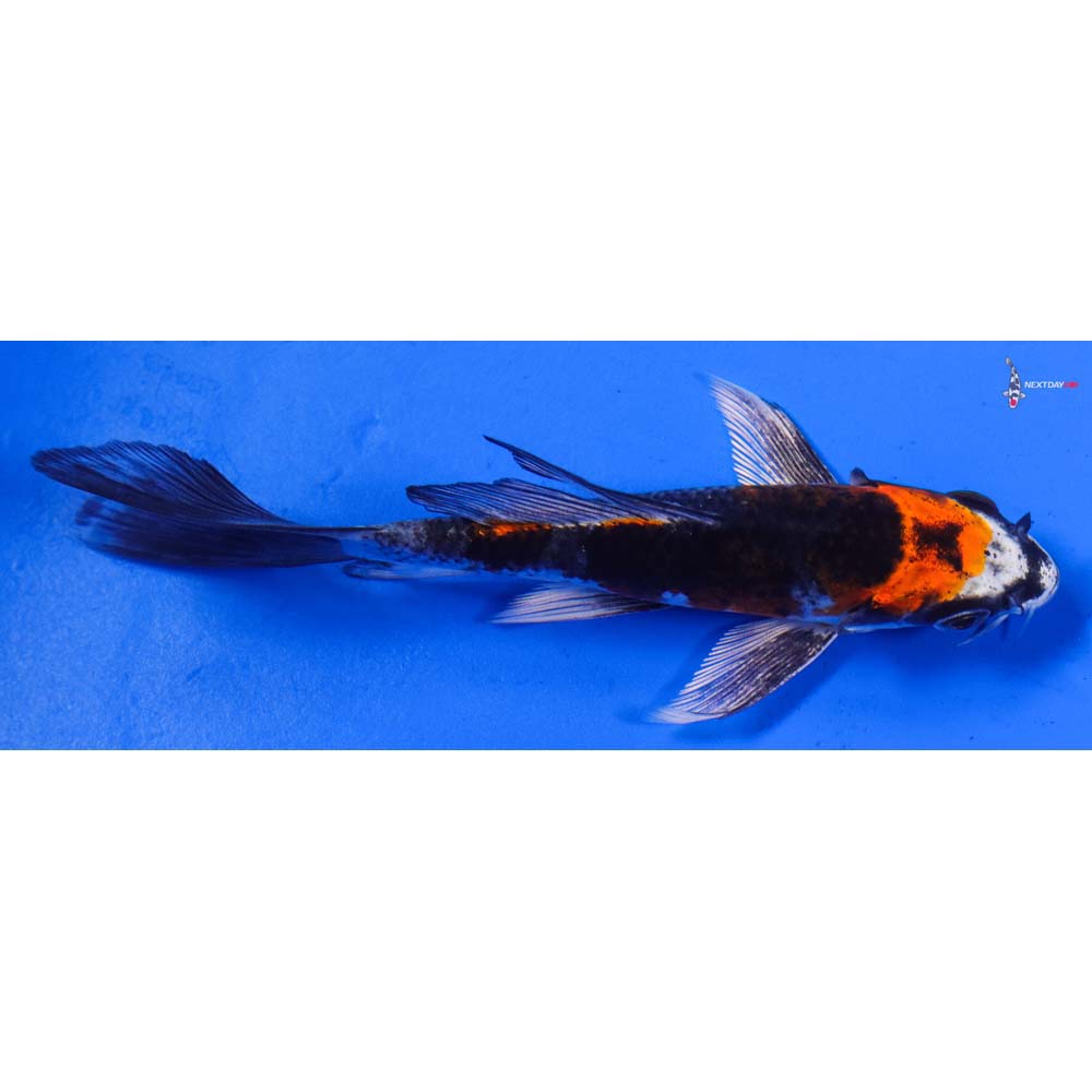 5” Imported Kujaku Butterfly Koi
