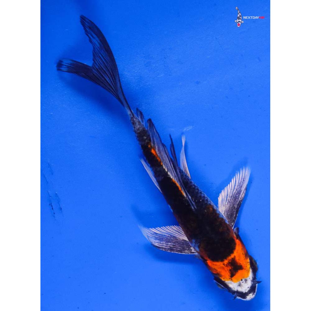 5” Imported Kujaku Butterfly Koi