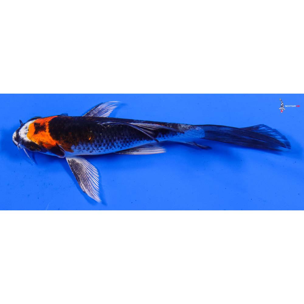 5” Imported Kujaku Butterfly Koi