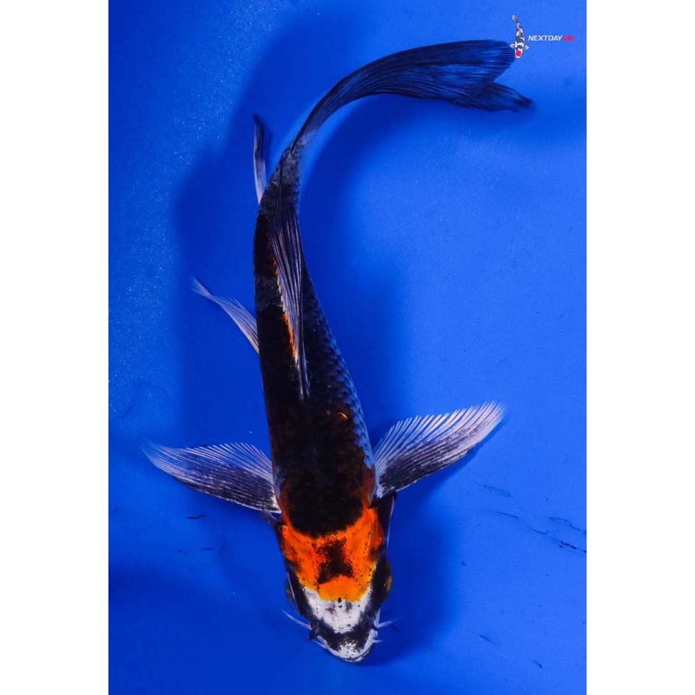 5” Imported Kujaku Butterfly Koi