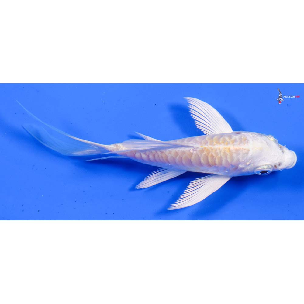 4” Imported Armor Scaled Lemon Hariwake Butterfly Koi