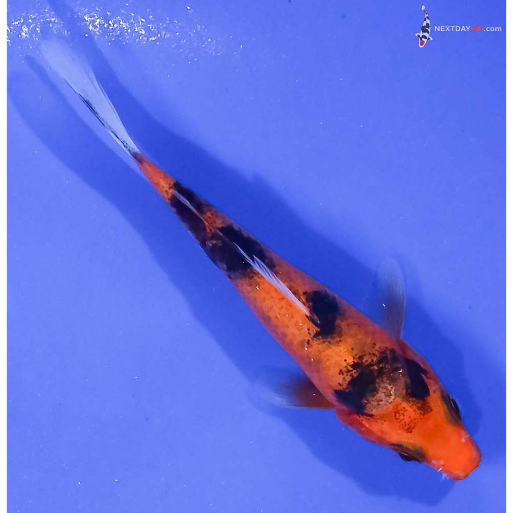 3.5” Imported Aka Bekko