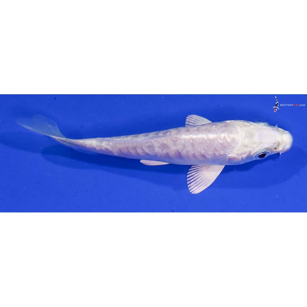 3.5” Imported Armor Scaled Platinum Ogon