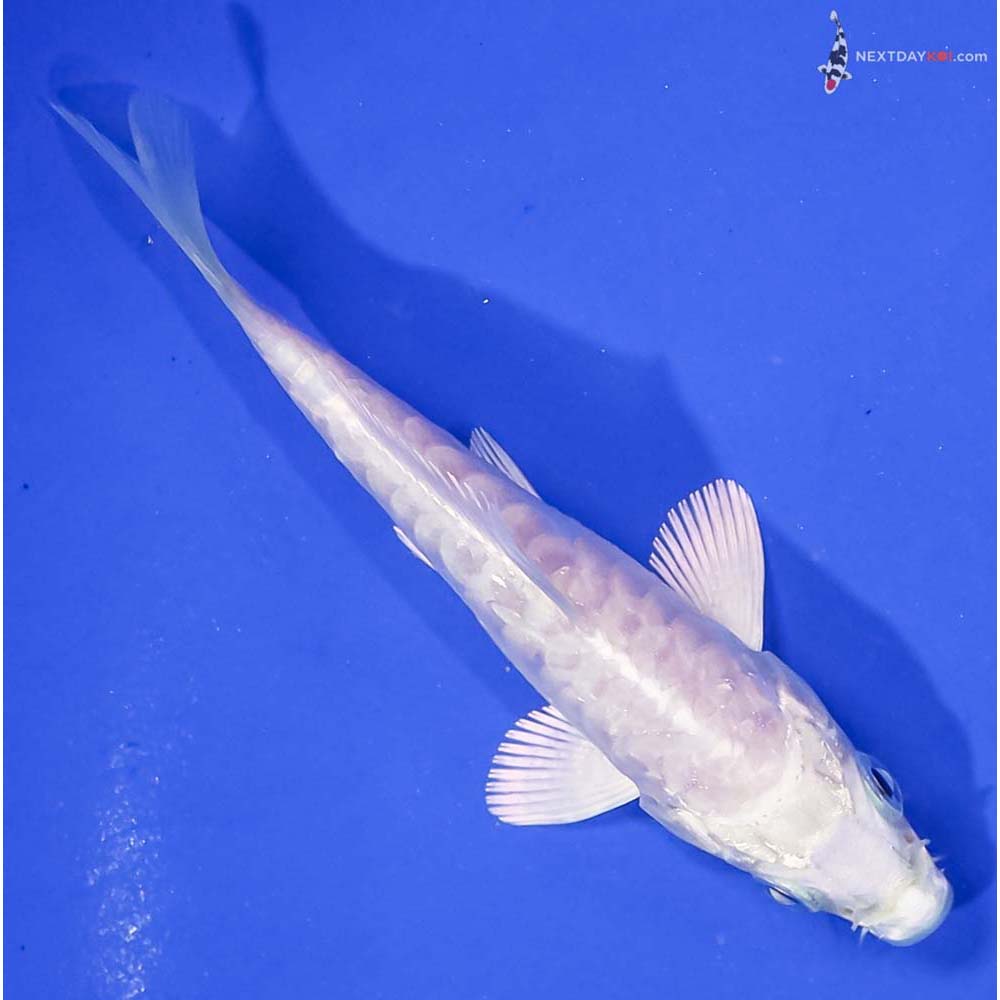 3.5” Imported Armor Scaled Platinum Ogon