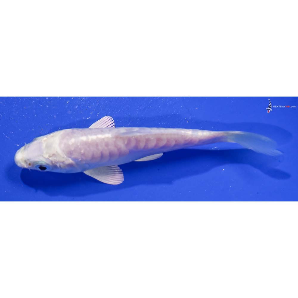 3.5” Imported Armor Scaled Platinum Ogon