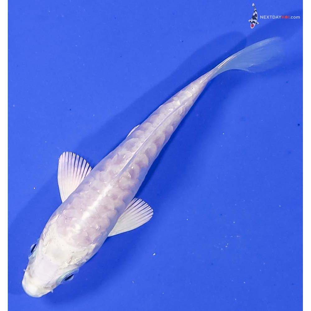 3.5” Imported Armor Scaled Platinum Ogon