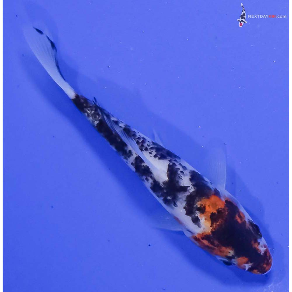 4” Imported Sanke