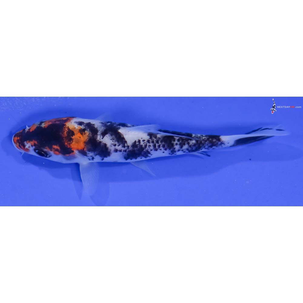 4” Imported Sanke