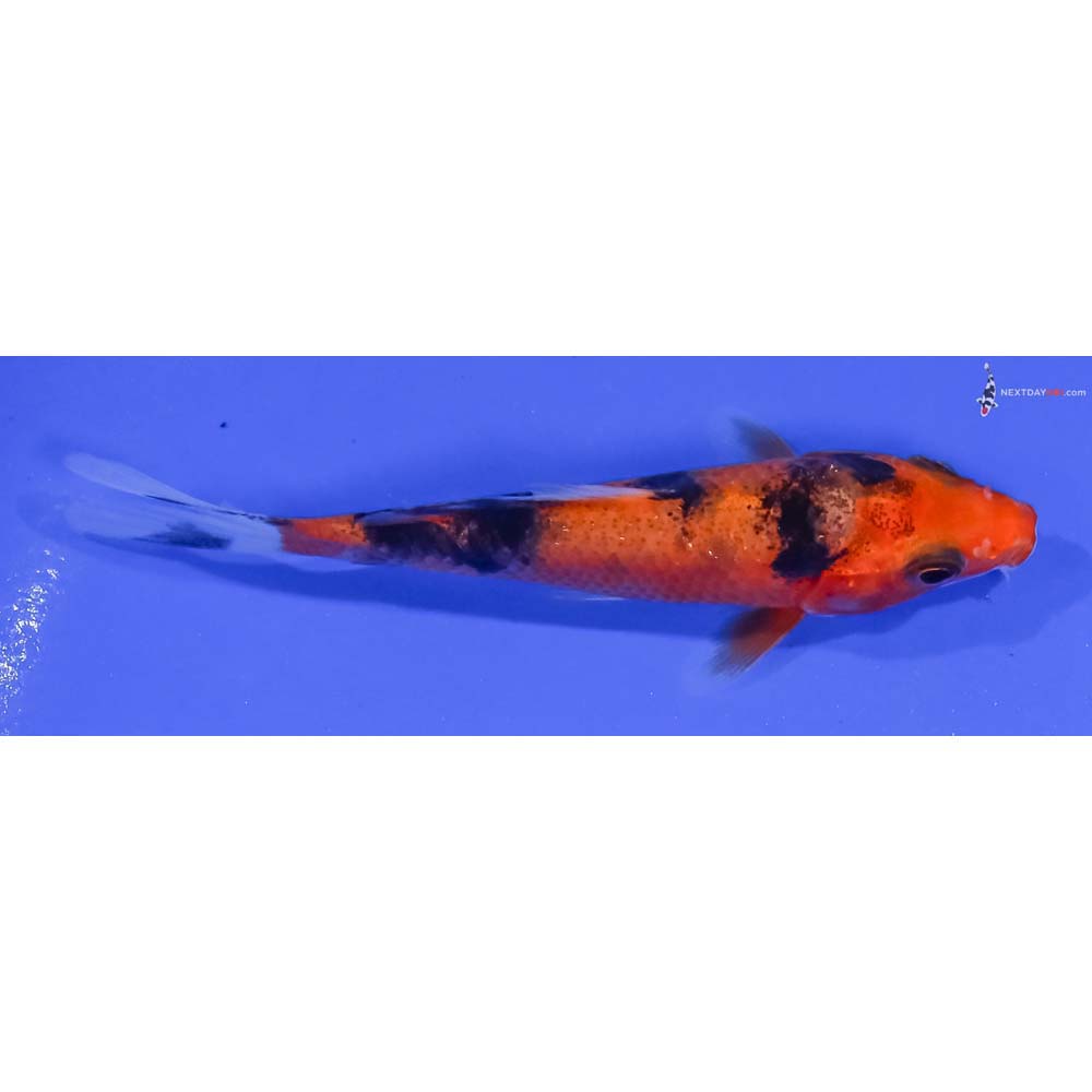 3.5” Imported Aka Bekko