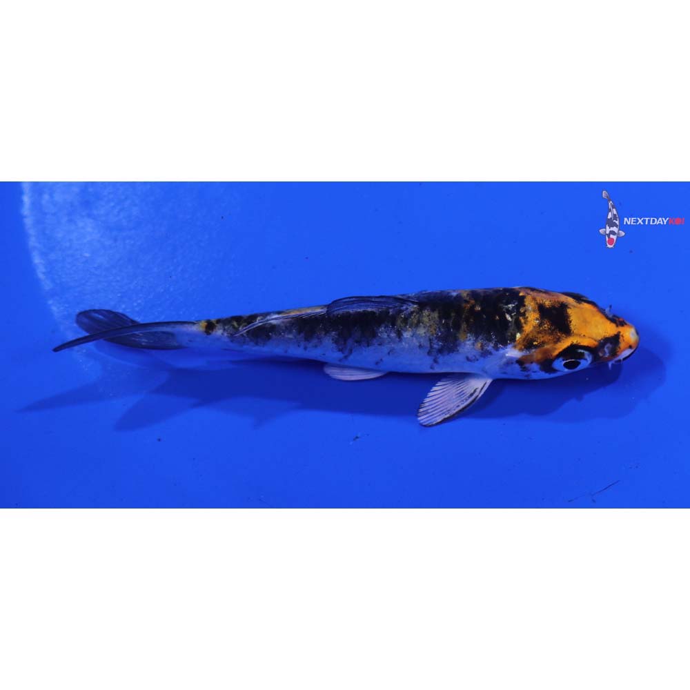 3.5” Imported Yamato Nishiki