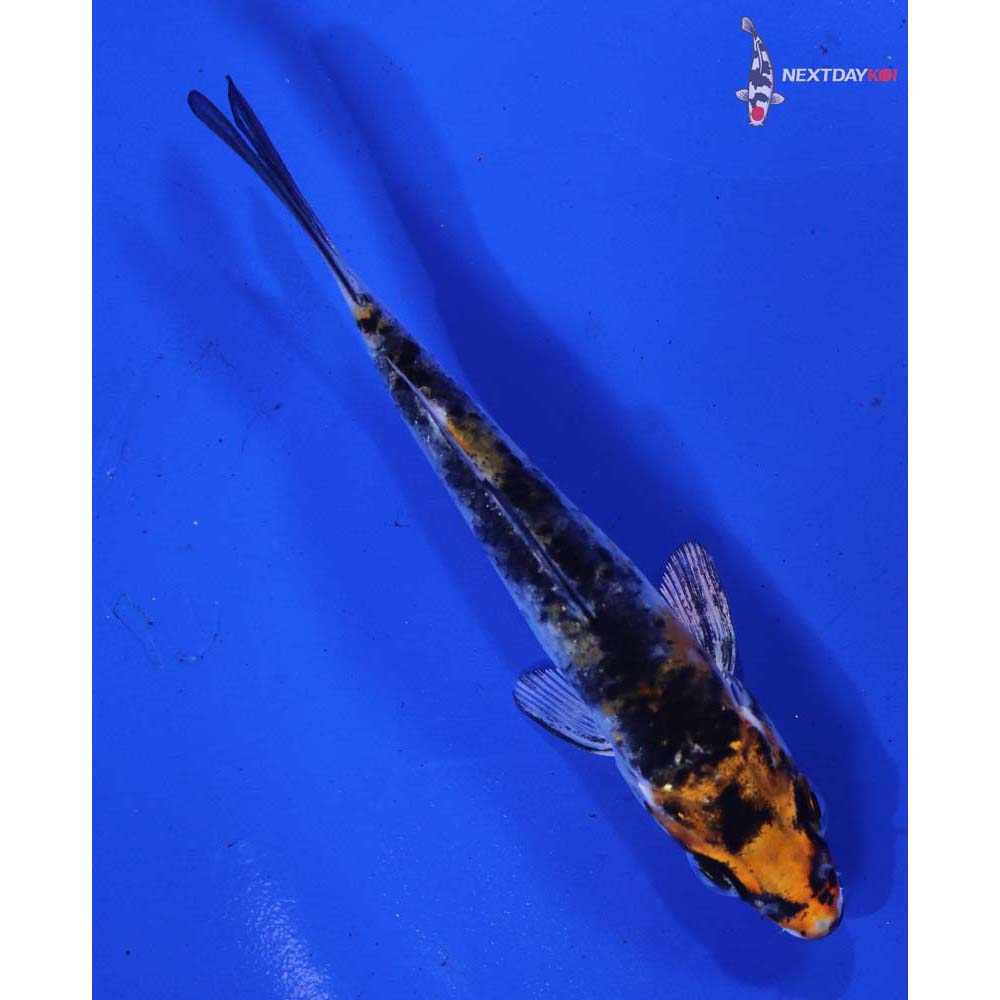 3.5” Imported Yamato Nishiki