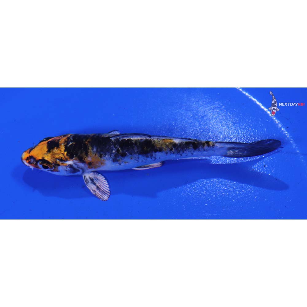 3.5” Imported Yamato Nishiki