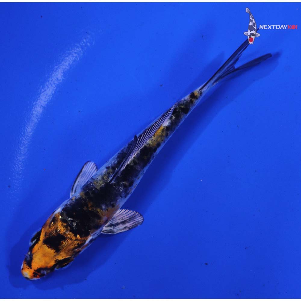 3.5” Imported Yamato Nishiki